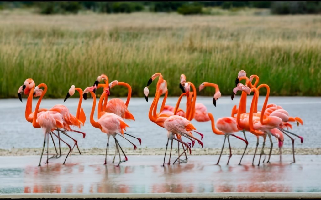 What Do Flamingos Mean In an RV Park?